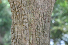 Chrysophyllum cainito